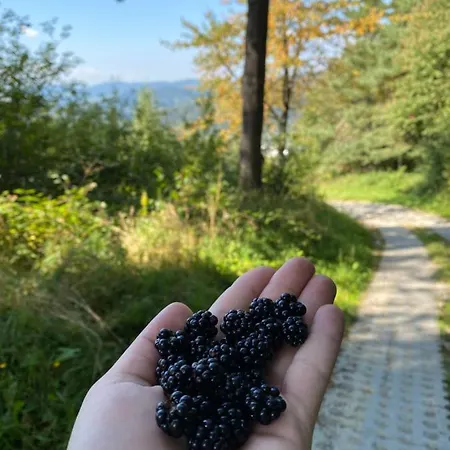 Milusia Vendégház